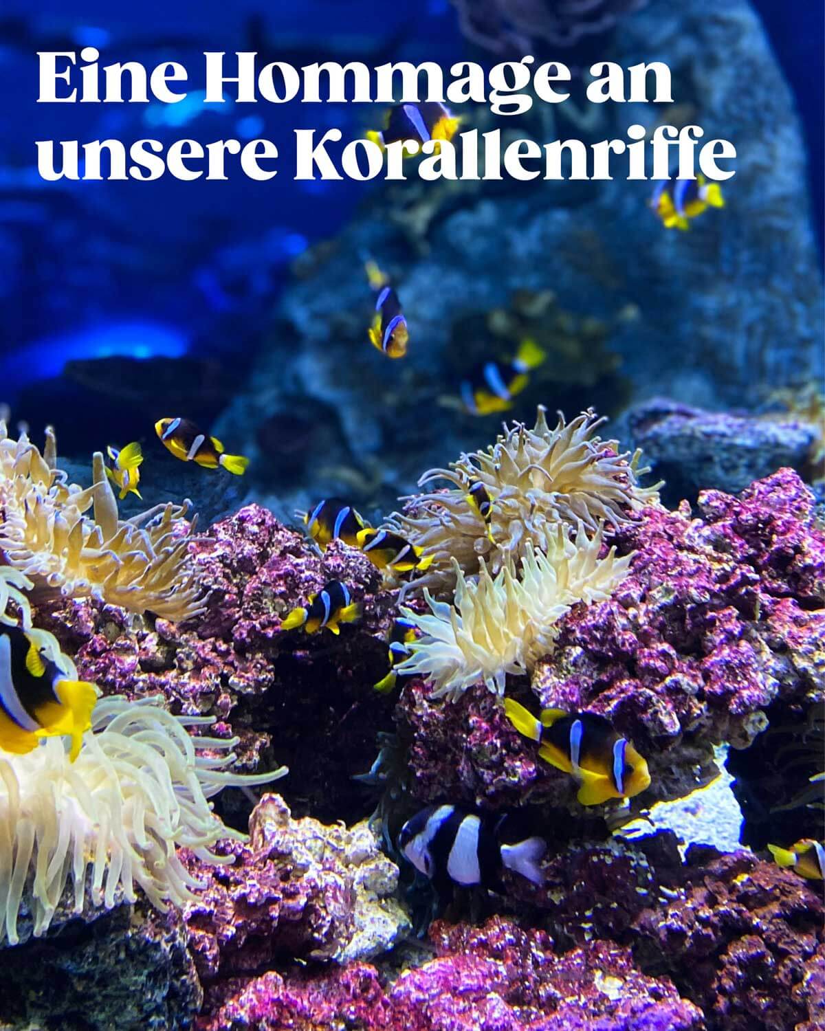 Zu sehen ist ein prächtiges, farbenfrohes Korallenriff und bunte Fische. Der Coral Gin von BIRDS ist eine Hommage an ihre Schönheit und symbolisiert diese mit seinem einzigartigem Farbwechsel Effekt von Blau zu Lila. 
